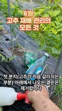 How to Manage June Chili Pepper Cultivation and Fertilizer Application