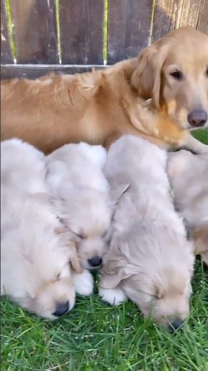 Golden Retriever puppies after an afternoon of playing 😴