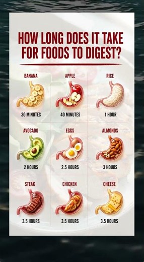 How long does your body really take to digest food?