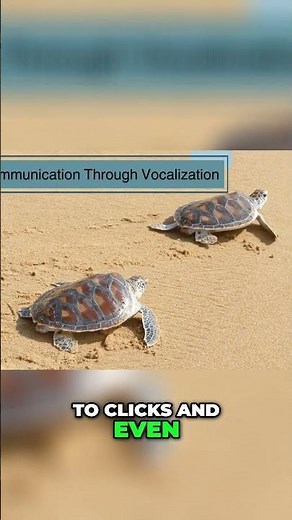 Turtles TALK! Discover Their Secret Language of Sounds! #shorts