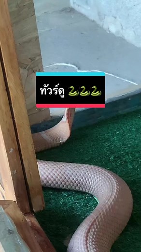 มินมีงู บน TikTok