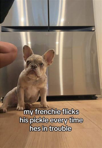 Hilarious Frenchie Puppy Moments