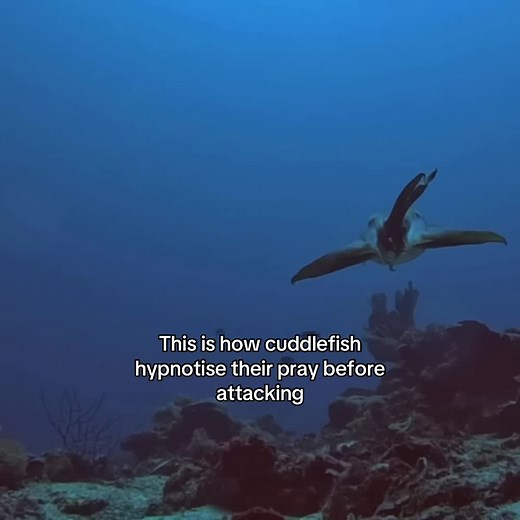 Cuttlefish Hypnosis: How They Mesmerize Fish Prey