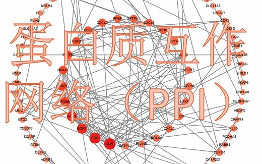 15. 蛋白质互作网络（PPI, Protein-Protein Interaction Networks）