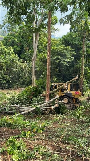 CAT D6R XL Bulldozer Breaking Trees on a Plantation