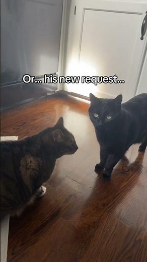 Winston’s newest demand #catshorts #catsofyoutube