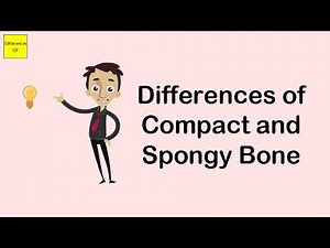 Differences of Compact and Spongy Bone
