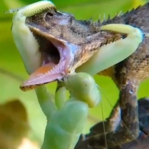 Apple Travel នៅលើ TikTok