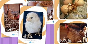 Life Cycle of a Hen Display Photo Pack