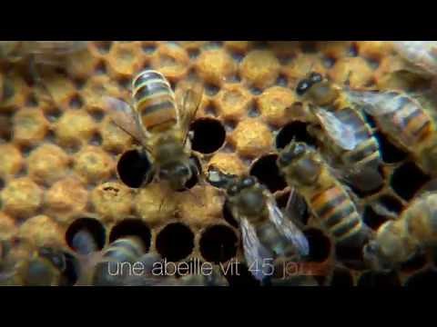 La Naissance d'une Abeille | Famille Mary
