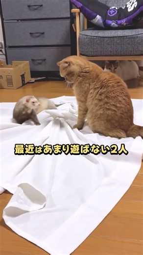 配信中に始まった久しぶりのイチャコラ #フェレット #猫 #異種