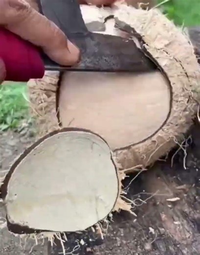 pry open the coconut shell using this tool so that the coconut meat can be removed #shortsfeed #fypシ