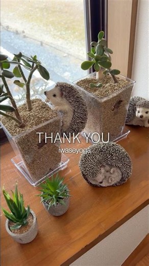 【Vlog】家じまいした大叔母のお家から植物を引き取りました。 #桜川市 #ヨガスタジオ #イワセヨガ #カネノナルキ