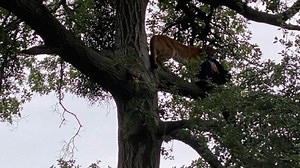 Mountain lion attacks 3-year-old boy in Southern California wilderness park