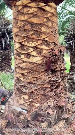 Chainsaw Carving Palm Trunk: Why Landscapers Strip Fibers for Tree Health
