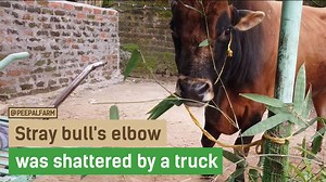 We got a call about a giant bull with swelling on his leg who was having trouble walking. When we arrived, he had already disappeared in a field of tall grass. 💔 Finding him in that field took a while and - once we found him - getting him back to our truck was very difficult...Getting him into the truck was harder! But finally with some help we got him on the road to the farm. An X-ray showed that his elbow joint had been completely shattered. He must be in immense pain from not only the fractu