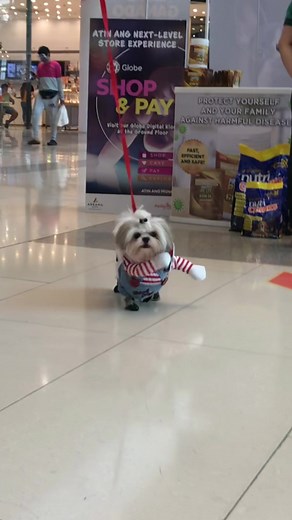 Gio the shihtzu on TikTok