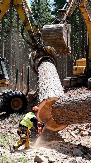 Skidder Holds, Excavator Pushes — Massive Trunk Snaps Under Extreme Force!