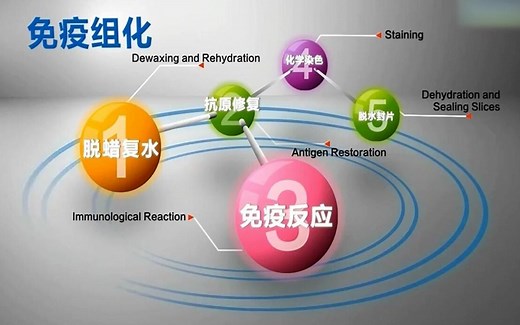 【生物科研视频教程】免疫组化（IHC）
