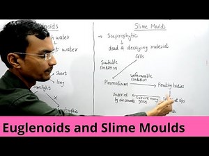 Euglenoids and Slime Moulds Video Lecture - NEET