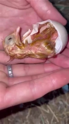 Helping Baby Chicks Hatch From Eggs |Cute Chick Hatching Moment#animals #cute #chicks #funny #shorts