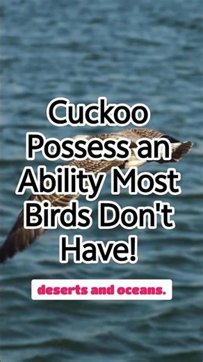 Cuckoos Possess an Ability Most Birds Don't Have!