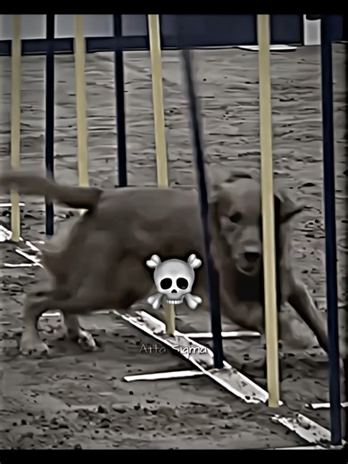 The Fastest Dogs: Speed and Breeds Revealed