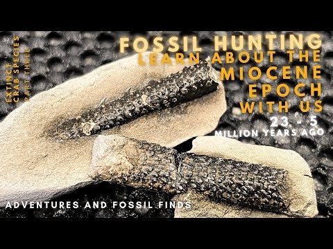 Finding RARE and EXTINCT Miocene aged fossils in NZ