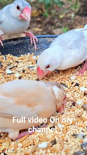 Java sparrow sing so long voice #finchbird #javasparrow