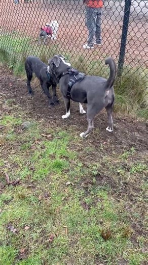 Cane Corso Puppy Playing at Dog Park 🐶👑 | Friendly, Calm & Socialized