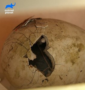 1M views · 5.5K reactions | NECESITAS ver este video del nacimiento de un pinguino ❤ | Animal Planet Latinoamérica | Facebook