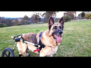 Mya Sweetie Wheelie Adventures - German Shepherd with Degenerative Myelopathy using Walkin' Wheels