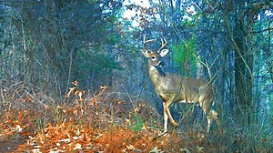 Lawmakers propose use of drones to assist Tennessee hunters in locating deer