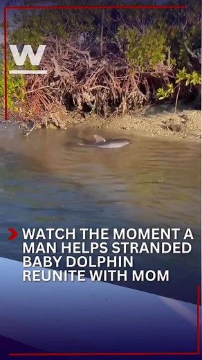 1.5K views · 6.3K reactions | DOLPHIN-ITELY ADORABLE!  A fishing charter in St. James City turned into an unforgettable experience when Capt. Shane Kelly embarked on an unexpected rescue mission. . . . #winknews #southwestflorida #dolphin | WINK News | Facebook