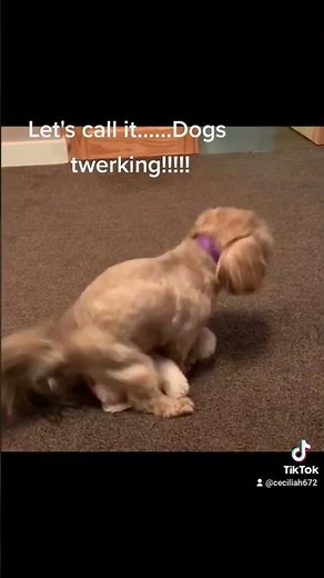 Dogs "twerking".
