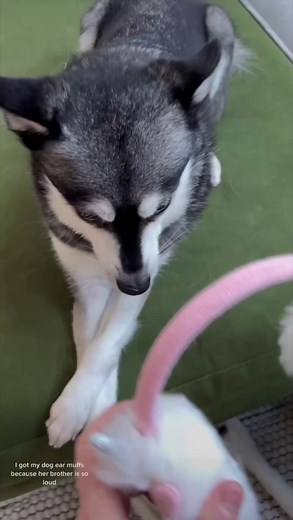 28K views · 925 reactions | Life Hack: How To Deal With Annoying Siblings At Xmas  | Life With Klee Kai | Facebook