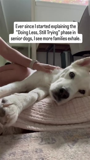 There is a point in senior dog life when effort starts to cost more than it used to. Not enough to stop them. Just enough to change how often they try. Your aging dog may still follow you from room to room, but choose to lie down sooner. They may still greet visitors, but not stay standing as long. They may still enjoy walks, but turn back earlier than they once did. They are still participating. Just differently. This is the “Doing Less, Still Trying” phase. And it can be confusing for families