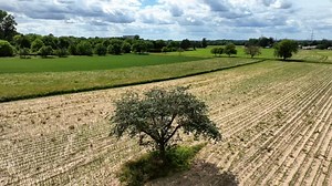 Free video - Field, Field Tree, Meadow, Tree
