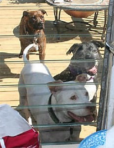 Basic Breed Overview