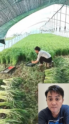 panen kangkung di China #pertanian #hortikultura | Rumah Agrotani