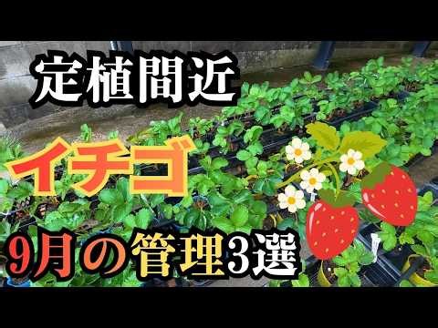 [Strawberry Cultivation] September Is Almost Time for Planting!! 3 Things You Must Do!! ~Strawber...