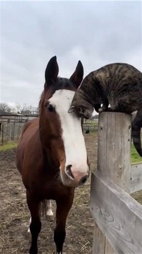 This Cat And Horse Friendship Is Absolutely Adorable #horse #shorts