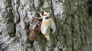 Watch the final moments of a periodical cicada emerging from its shell! | Where's Wildlife | Facebook