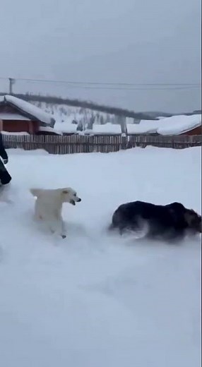 BEAR VS DOGS: The Snow Avalanche Prank That Went VIRAL! 😂❄️ #animalinstinct #wildlife