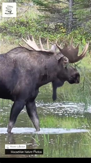 Adorable Moose Calf and Mom Explore Forest Stream! #alaska #wildlife #moose