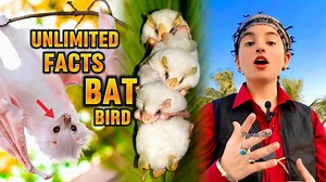 True Facts About The Bat Bird 🦇 | چمگادڑ | बल्ला | Pigeon Girl | Informative Video | #SUNOO چمگادڑ کی عجیب و غریب خلقت کا راز 🦇 . If You Want To Promote Your Brand/Product in Our Videos, You Can Contact on Our Manager ( Moiz ) Only WhatsApp 👉 ( 03308256243 ) . Pigeon Girl 🕊️ . . Join Now 👇🏻 YouTube : Pigeon Girl Instagram : pigeon_girl512 . . New Update 🔥 . . #ramzan #batbird #batman #batfly #angel #birdfact #nadeemsarwar #topbird #love #Allah #informative #islamic #pigeongirl #cats #kitt