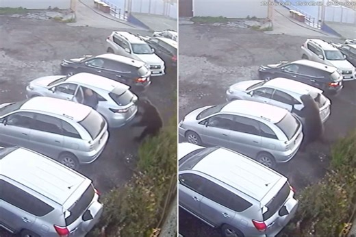 Man Narrowly Avoids Getting Mauled by a Charging Bear While Walking to His Car