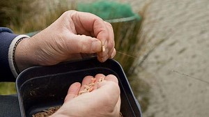 Can I Use Dried Mealworms For Fishing? 2026