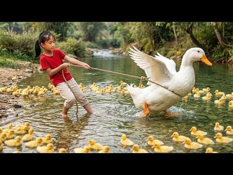 [RESCUING] -- Harvesting 500+ wild Ducklings - Building Shelters Out of Bamboo and Caring for Them