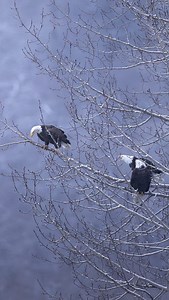 16K views · 233 reactions | Bald eagles fighting for a salmon  #baldeagles #alaska #wildlife #alaskaonly #eagles #baldeagle #natgeotravel #natgeotravel #discovery #animalplanet #raptor | Mark Bouldoukian Photography | Facebook